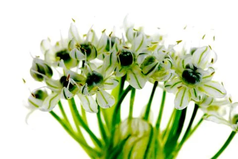 ONION FLORA CLOSE UP Stock Photos