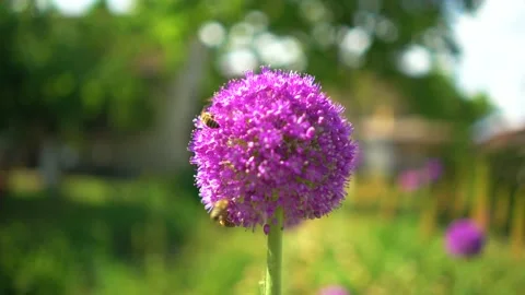 Onion flower with bees Stock Footage 133157213