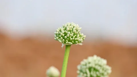 Onion flower in blurry background. Stock Footage 305527165