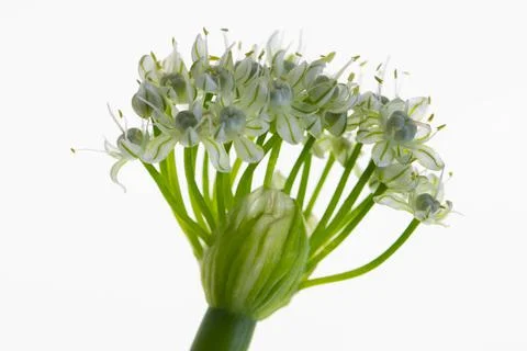 ONION FLOWER CLOSE UP Stock Photos