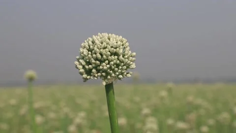 Onion Flower Stock Footage 170829143