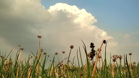 Onion flower Video stock 280557590