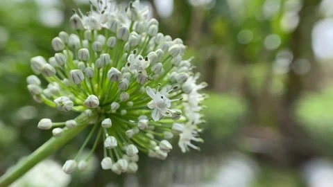 Onion Flower. Stock Footage 286863733