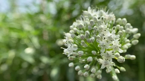 Onion Flower. Video stock 286863769