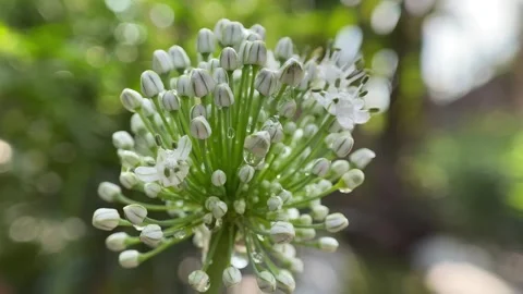 Onion Flower. Stock Footage 286864319