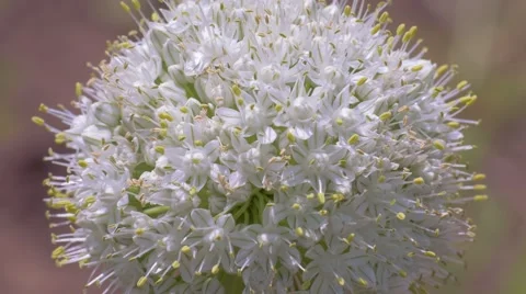 Onion flower macro 스톡 동영상 65112233