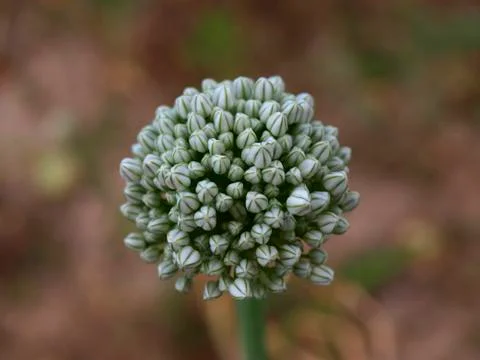 Onion flower Stock Photos