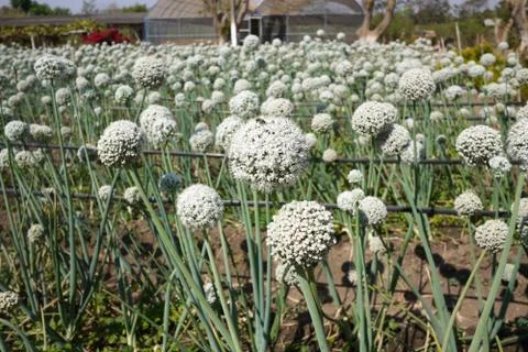 Onion flower Stock Photos
