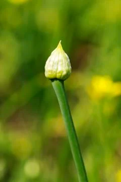 Onion Flower Stock-Fotos