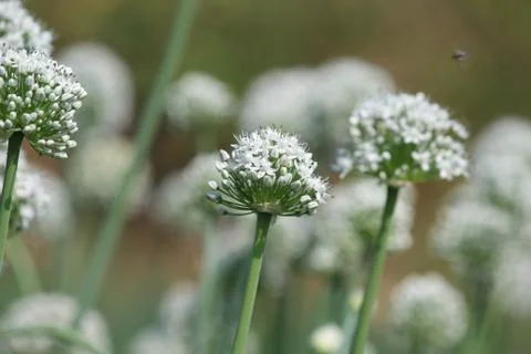Onion flower Foto stock