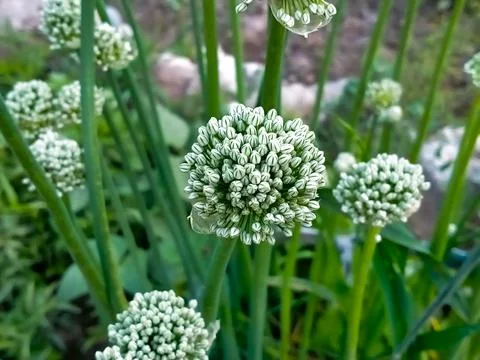 Onion flower Stock Photos