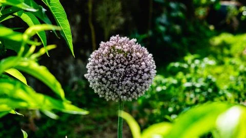 Onion flower Stock Photos