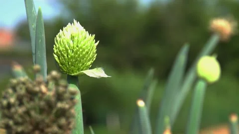 Onion flowers blown by the wind Stock Footage 255497678
