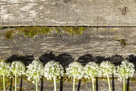 Onion flowers border on an old table in the vegetable garden Stock Photos
