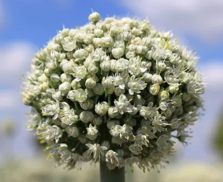 Onion flowers Stock Photos