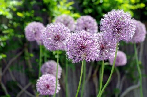 Onion flowers Stock Photos