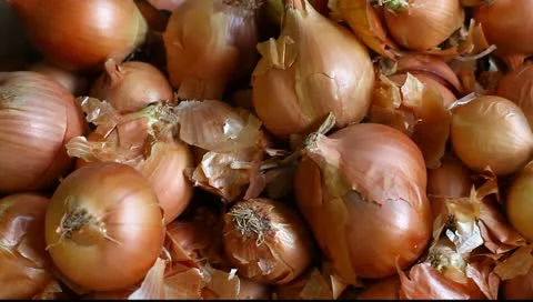 Onion Stock Footage 10793676