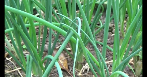 Onion in the garden Stock Footage 295019877