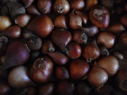 Onion garden Foto stock