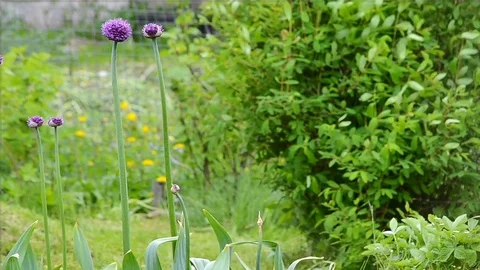 Onion-garlic honeysuckle wind Stock Footage 85096394