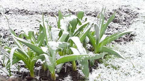 Onion garlic snow rain Stock Footage 75807284