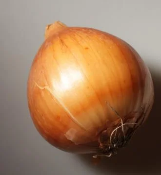 Onion on gray  background. studio shot. Stock Photos