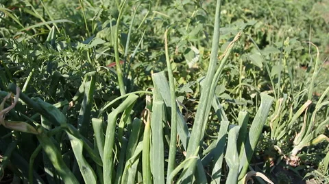 Onion in the ground Stock Footage 69018401
