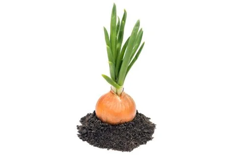 Onion on ground Stock Photos