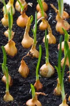Onion growing Stock Photos
