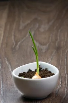 Onion growing 스톡 사진