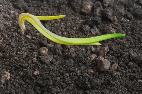 The onion grows from the soil Stock Photos
