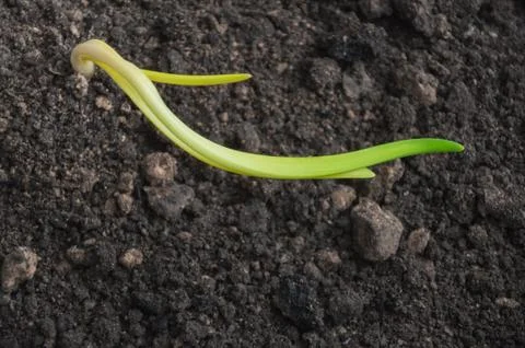 The onion grows from the soil Foto stock