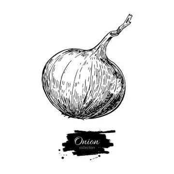 Onion hand drawn vector illustration. Isolated Vegetable engrave Stock Illustration