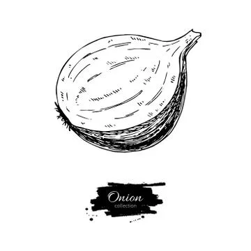 Onion hand drawn vector illustration. Isolated Vegetable engrave Stock Illustration