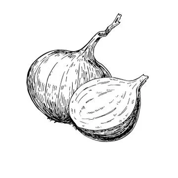 Onion hand drawn vector illustration. Isolated Vegetable engraved style objec Stock Illustration