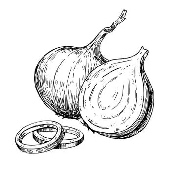 Onion hand drawn vector illustration. Isolated Vegetable engraved rings Stock Illustration