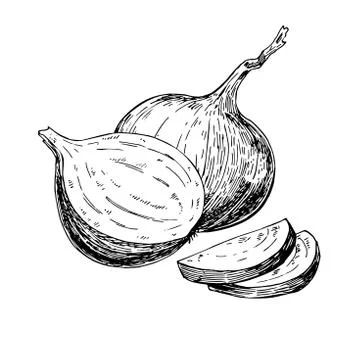 Onion hand drawn vector illustration. Isolated Vegetable engraved style objec Stock Illustration