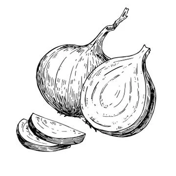 Onion hand drawn vector illustration. Isolated Vegetable engraved Stock Illustration