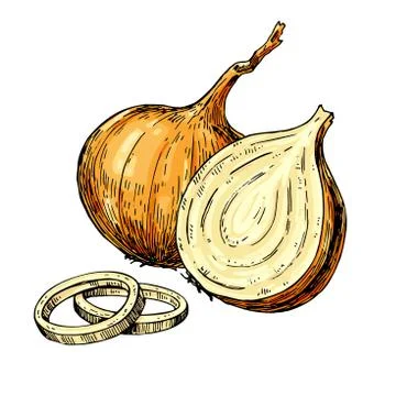 Onion hand drawn vector illustration. Isolated Vegetable artistic style obj.. Illustrazione stock