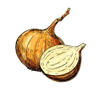 Onion hand drawn vector illustration. Isolated Vegetable Isolated object Stock Illustration