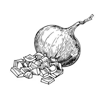 Onion hand drawn vector illustration. Isolated Vegetable engraved style objec Stock Illustration