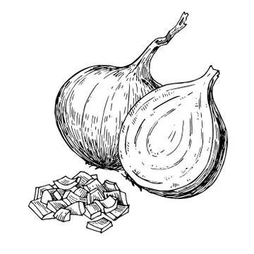 Onion hand drawn vector illustration. Isolated Vegetable engraved style objec Stock Illustration