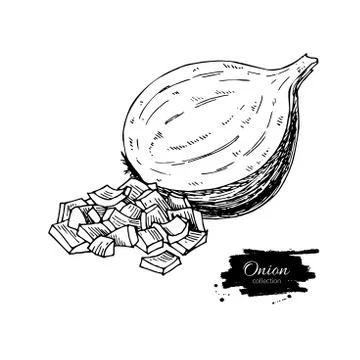 Onion hand drawn vector illustration. Isolated Vegetable engraved style objec Stock Illustration