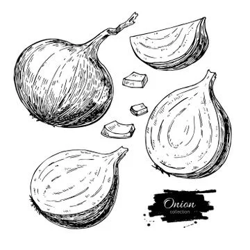 Onion hand drawn vector set. Full, half and cutout slice. Isolated Vegetabl.. Stock Illustration
