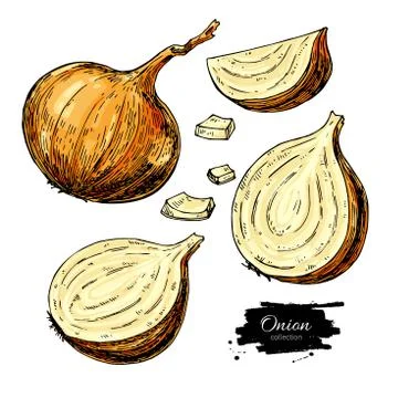 Onion hand drawn vector set. Full, half and cutout slice. Isolated Vegetabl.. Stock Illustration