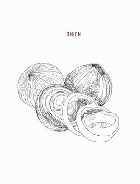 Onion hand drawn vector set. Full, rings and Half cutout slice.  Vegetable en Stock Illustration