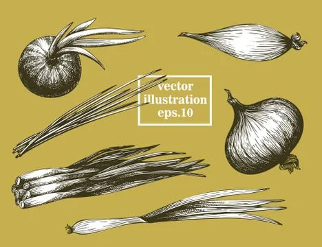 Onion hand drawn vector set. Vintage vegetarian food drawing. Can be use for Stock Illustration