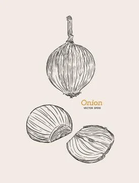 Onion hand drawn vector set. Stock Illustration