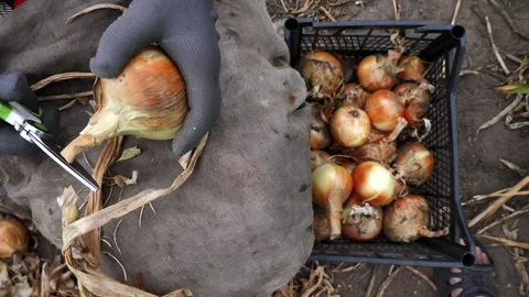 Onion harvest in the garden. Stock Footage 313461928