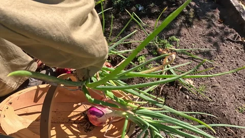 Onion Harvesting Stock Footage 268393664